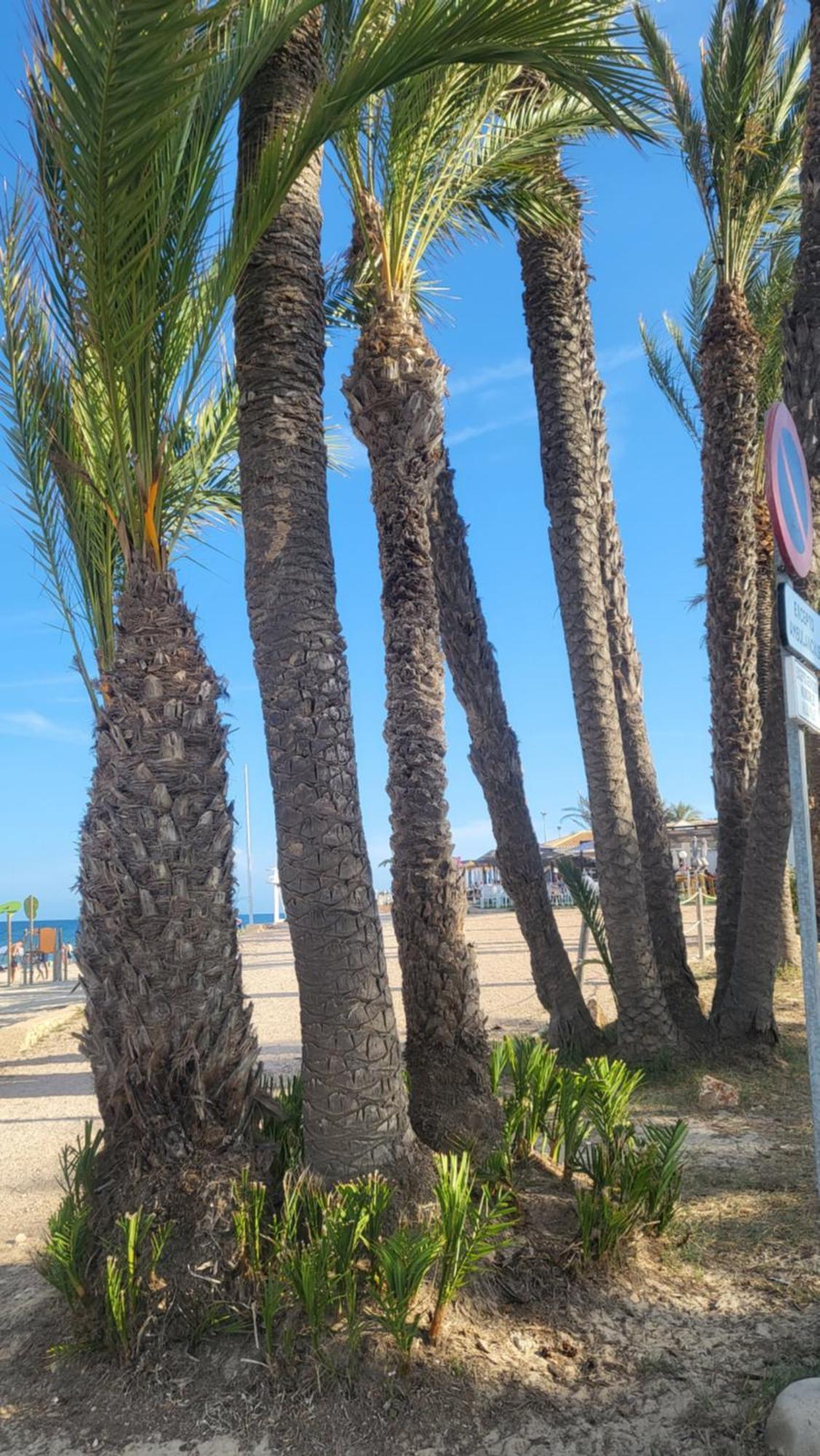 Apartamento Ines, Dehesa De Campoamor,900M From The Sea , Swimming Pool & Tennis Court Екстериор снимка
